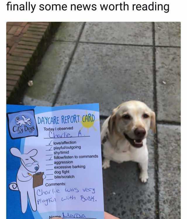 Dog-Day-Care-in-Singapore