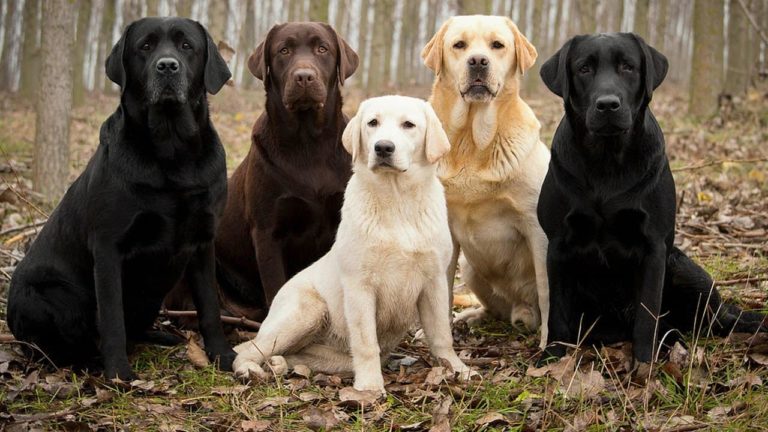 Dog Insurance Singapore