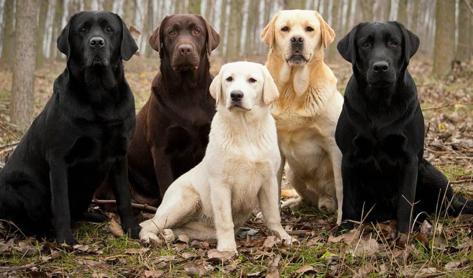 Dog Insurance Singapore
