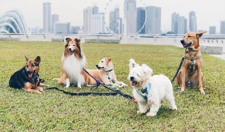 Dog-day-care-Singapore