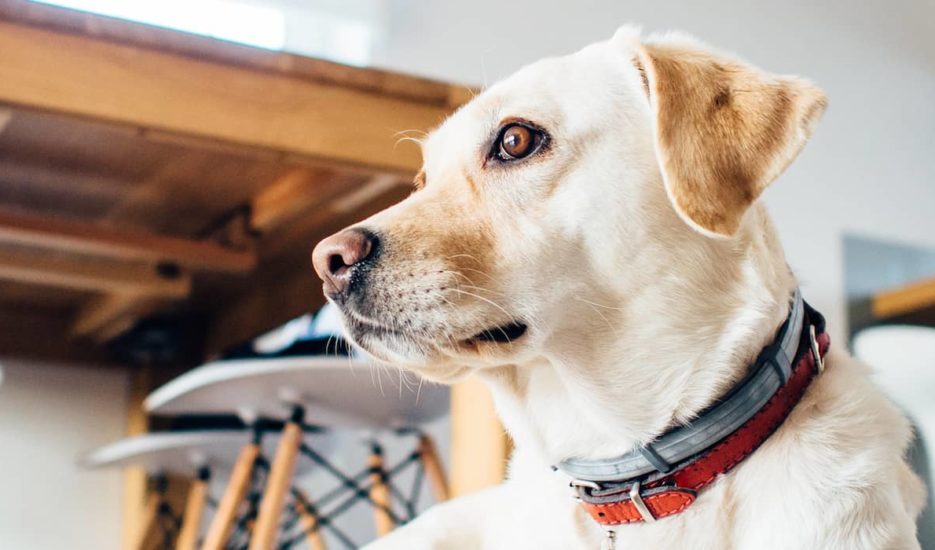 insure a dog in Singapore