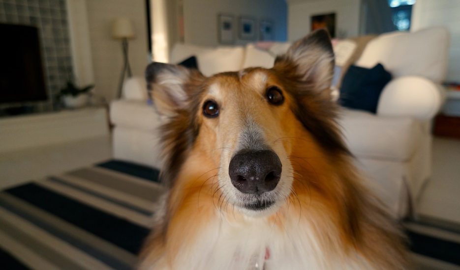 pet insurance