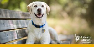 Liberty-Pet-Insurance