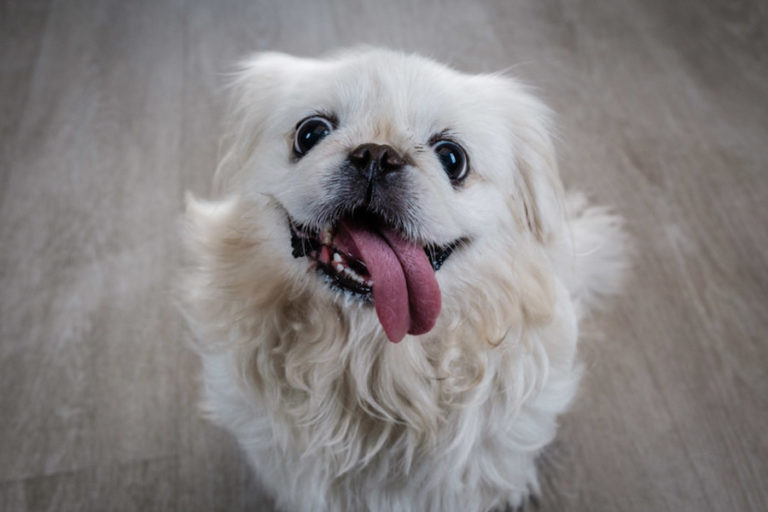 Pet-Insurance-Singapore-1