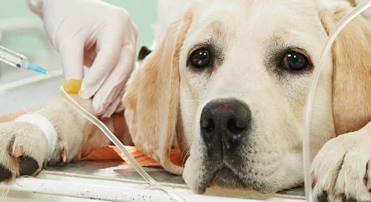 Pet-Insurance-Singapore