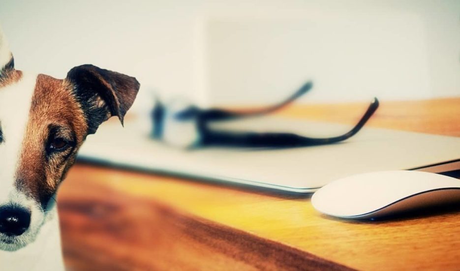 Top 5 Questions To Answer Before Becoming A Pet Owner