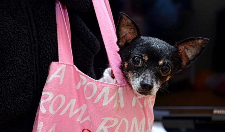 What Expats Should Know About Moving A Pet To Singapore