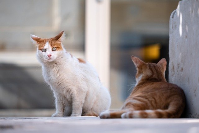 pet-cats-for-mental-health
