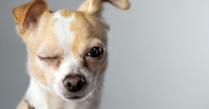 Dog Insurance