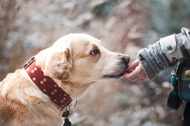 pet-insurance-do-you-need-it?