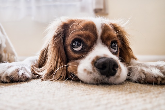 taking-care-of-your-dog-while-at-work