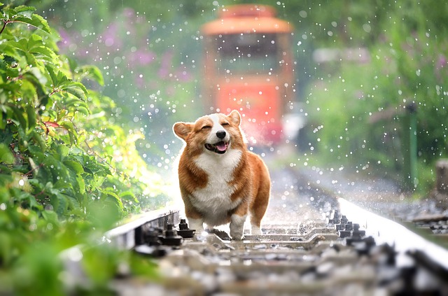pet-insurance-singapore