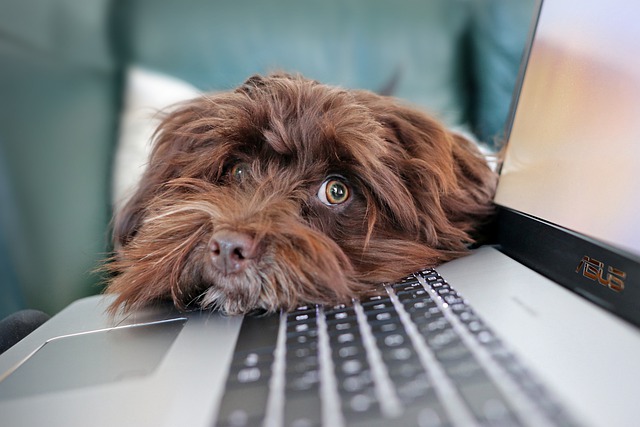 dog-lover-in-singapore
