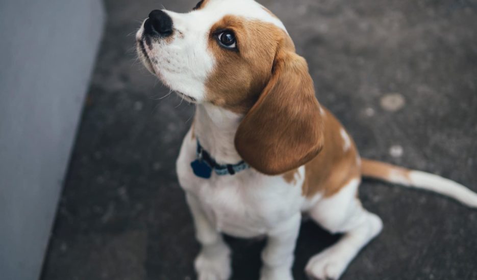 pet cancer insurance