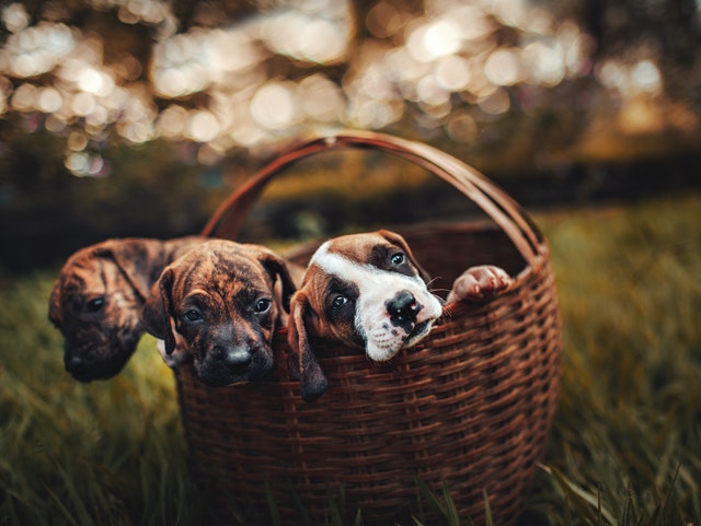 pet-clinics-in-singapore
