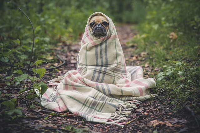 bathing-your-dog-singapore