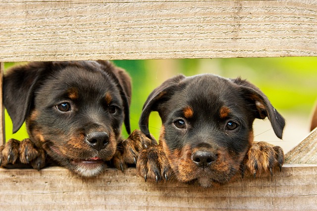 cost-of-having-a-pet-in-Singapore